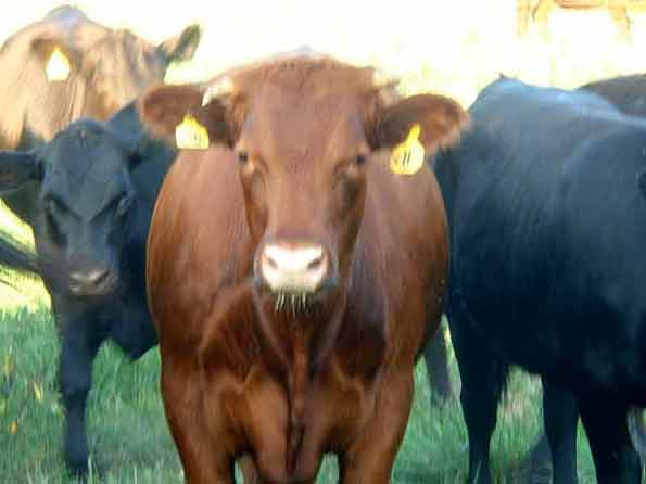 Red Angus Steer